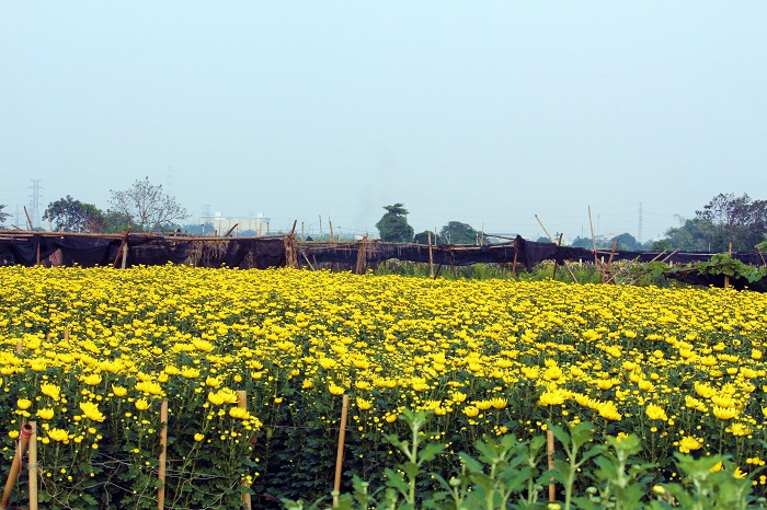 Làng hoa Tây Tựu đem sắc xuân đến với Thủ đô